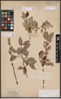 Foto von Salix caprea L.